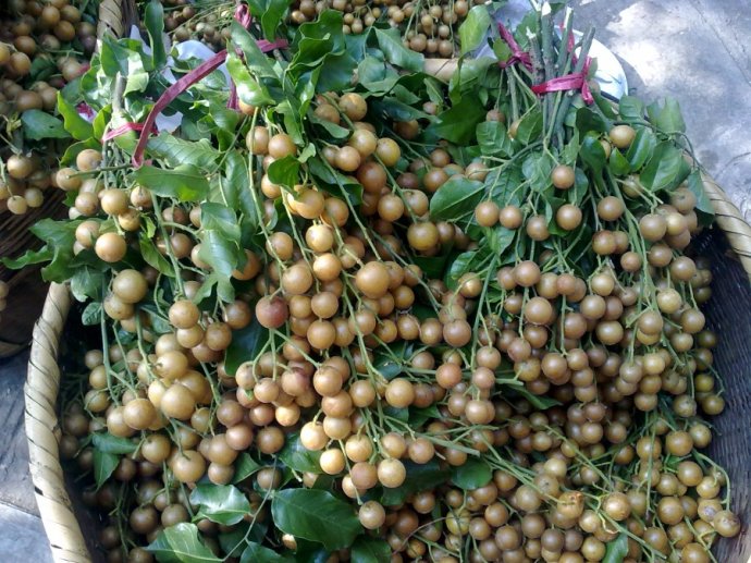 未来10大暴利种植（农业领域的新红利）