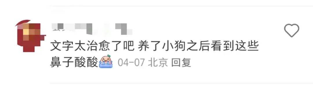 看哭全网的小狗广告翻车？反转来得太突然！