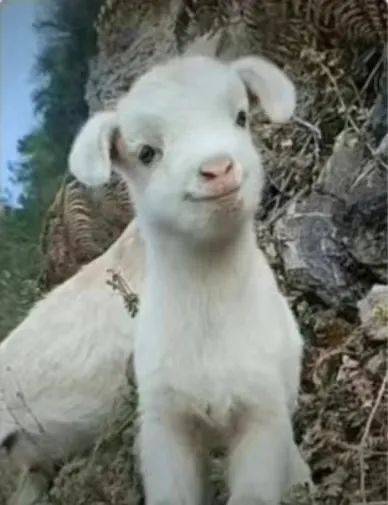 看哭全网的小狗广告翻车？反转来得太突然！