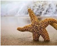 海星模式的创业可以让你企业快速发展（百年企业指日可待）